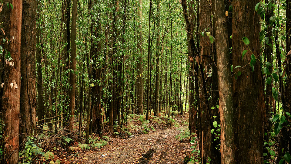 Frasco de loção capilar natural sobre superfície neutra